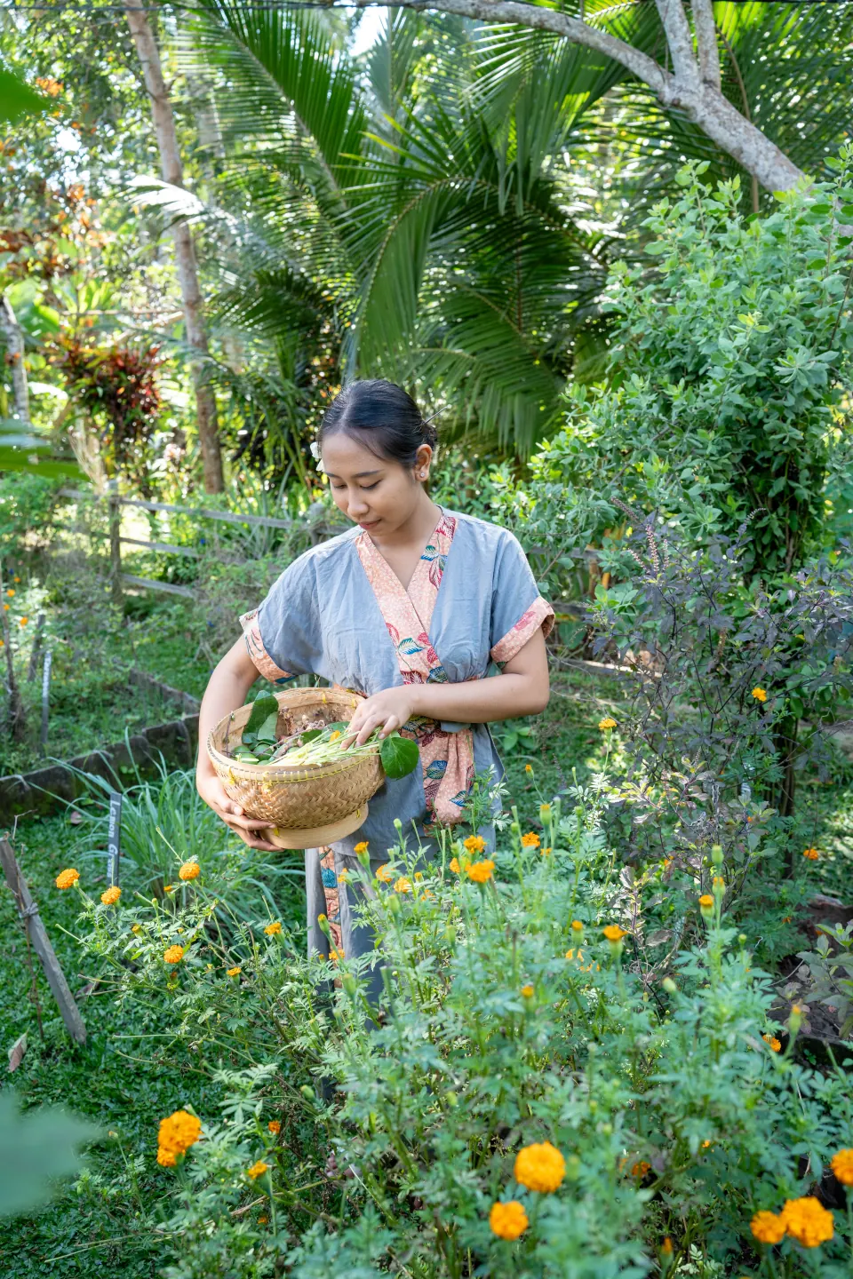Collecting herbs in a basket amongst garden plants