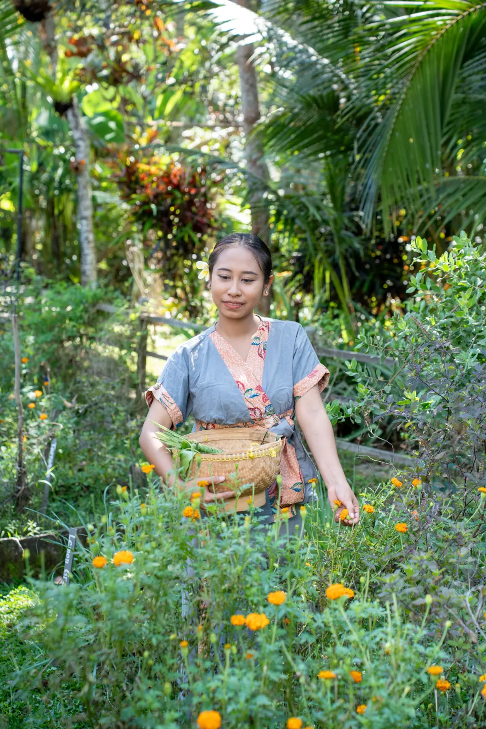 A member of the team amongst flowering beds in the herbal garden