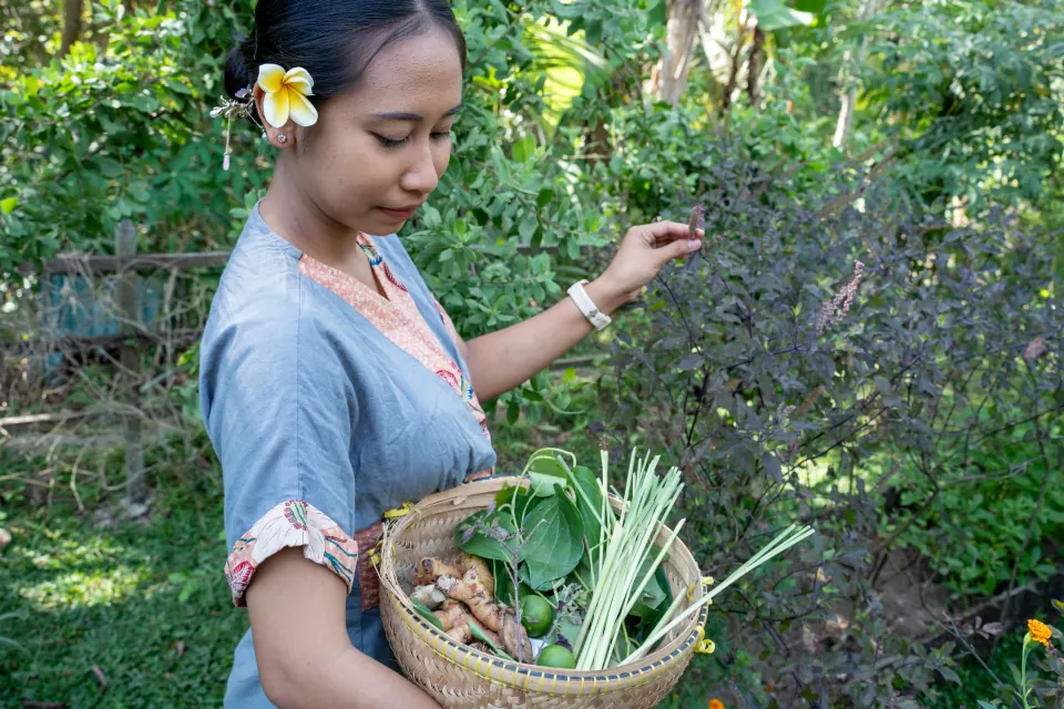 Gathering Tulsi from the purple-leaved plant in our garden