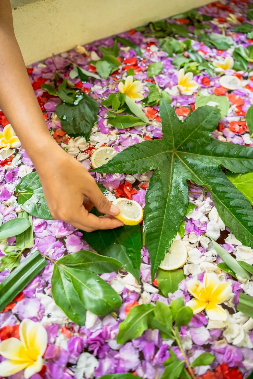 Herbal leaves and flowers in a prepared spa bath