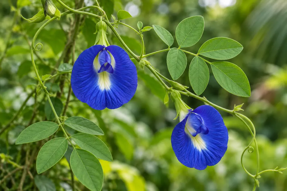AI botanical illustration of Aparajita (Clitoria ternatea)